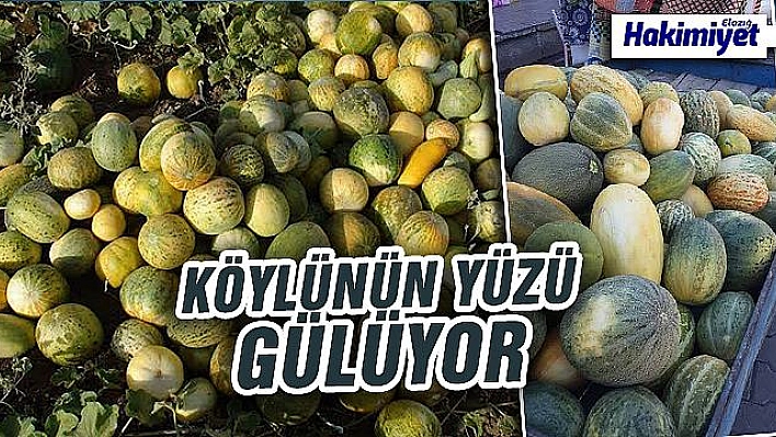 Elazığ'da susuz arazilerde yetişen