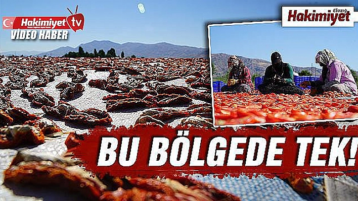 Elazığ'ın domatesi kurutulup dünyaya gönderiliyor  