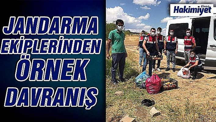 Jandarma, Covid-19 hastasının bahçesinde hasat yaptı