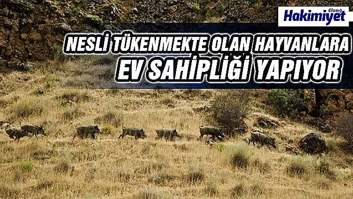 Kanyonlar, yaban hayatına ev sahipliği yapıyor