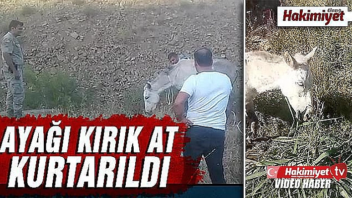 Ölüme terk edilen ayağı kırık at kurtarıldı