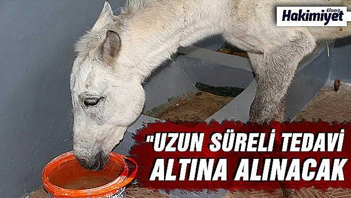 Ölüme terk edilen katır, hastanede tedavi altına alındı