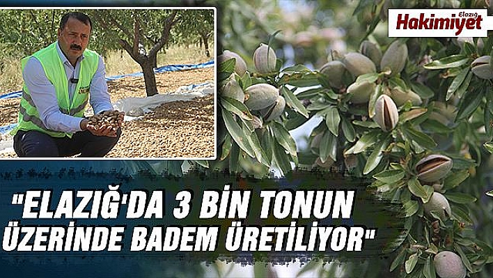 Devlet desteğiyle bin dönüme ektiği bademde hasada başladı