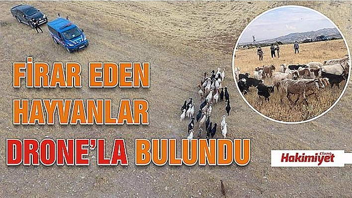 FİRAR EDEN HAYVANLAR, 7 KİLOMETRE UZAKTA DRONE İLE BULUNDU