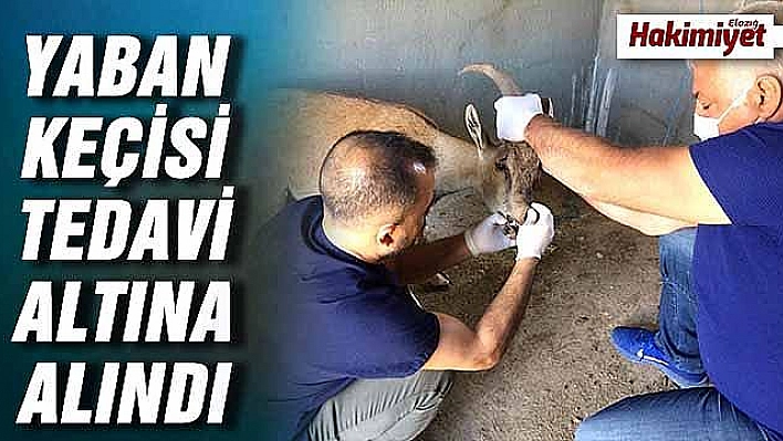 Görme bozukluğu yaşayan yaban keçisi tedavi altına alındı 