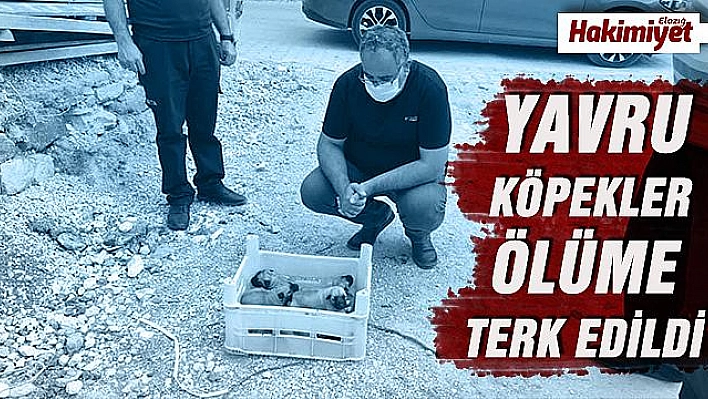 Gözleri açılmamış yavru köpekler, kasa ile ölüme terk edildi