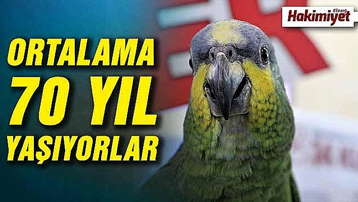 Kelimeleriyle hayrete düşüren papağan, 10 bin TL'ye satılıyor