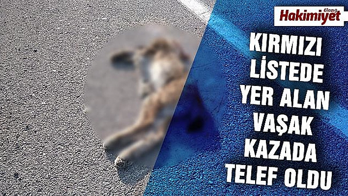 Koruma altındaki 'vaşak' kazada telef oldu