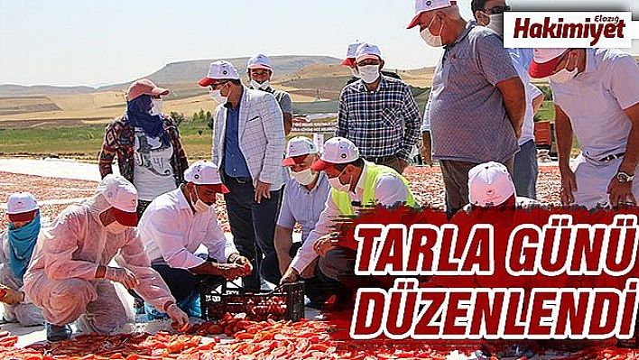 Kurutmalık domateslerle hem Elazığ haritası, hemde ay-yıldız oluşturuldu