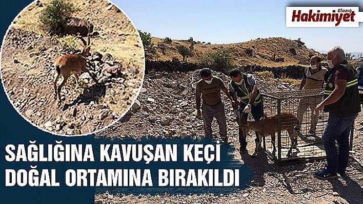 Tedavisi tamamlanan yaban keçisi, doğal ortamına bırakıldı