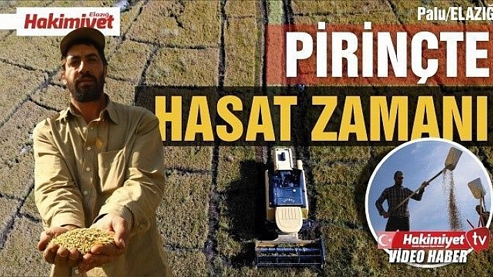 150 gün suyun içinde yetişen pirinçte hasat zamanı