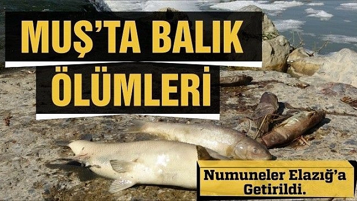 Balık ölümleri tedirgin etti