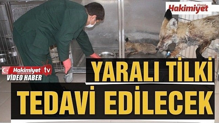 Elazığ'da bitkin halde bulunan tilki tedavi altına alındı