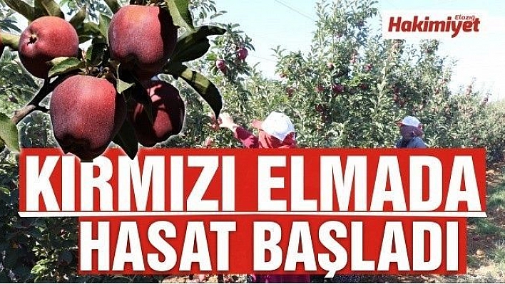 Elazığ'da kırmızı elma hasadı başladı