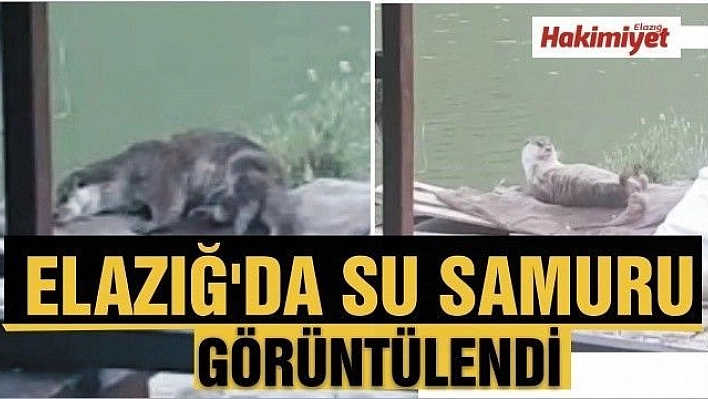 ELAZIĞ'DA SU SAMURU GÖRÜNTÜLENDİ 