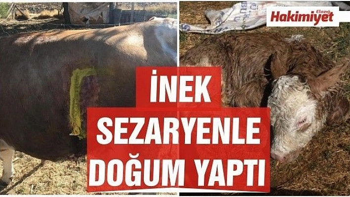 İnek, sezaryenle buzağısını doğurdu