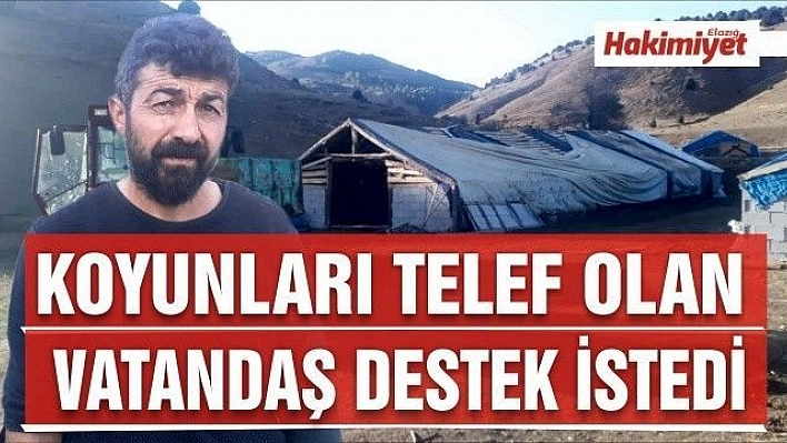 Koyunları telef olan vatandaş destek istedi 