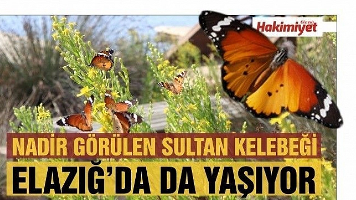 Sultan Kelebeği Elazığ'da da yaşıyor