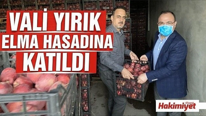 Vali Erkaya Yırık, elma hasadına katıldı