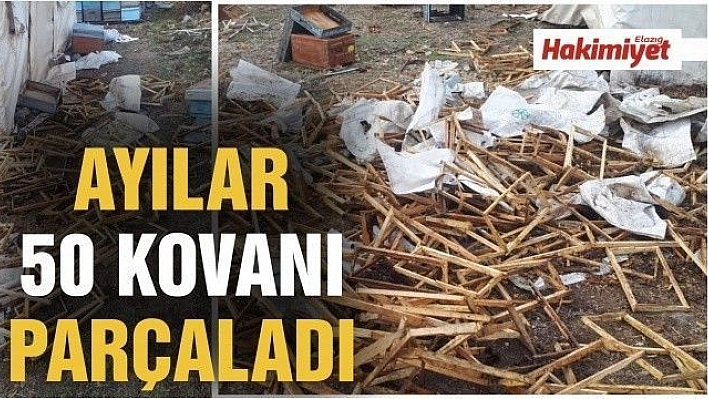 Ayılar 50 kovanı parçaladı