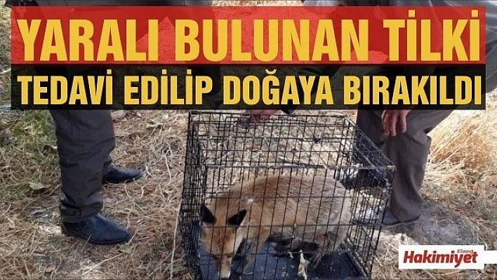 Bitkin halde bulunan tilki, tedavi edilip doğaya salındı