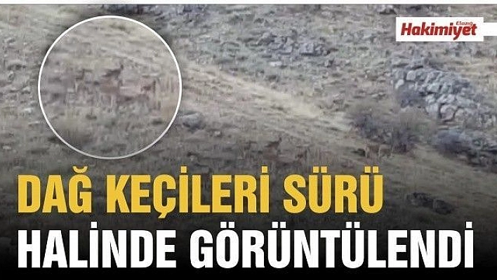 Dağ keçileri sürü halinde görüntülendi