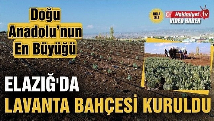 Doğu Anadolu Bölgesi'nin en büyük lavanta bahçesi Elazığ'da kuruldu