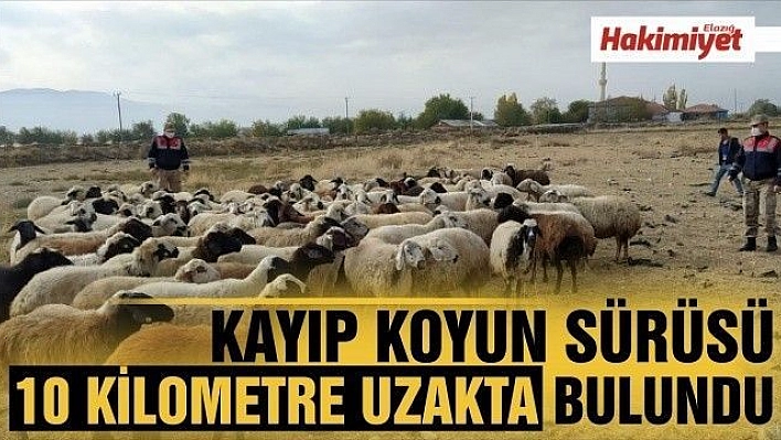 Kayıp koyun sürüsü 10 kilometre uzakta bulundu