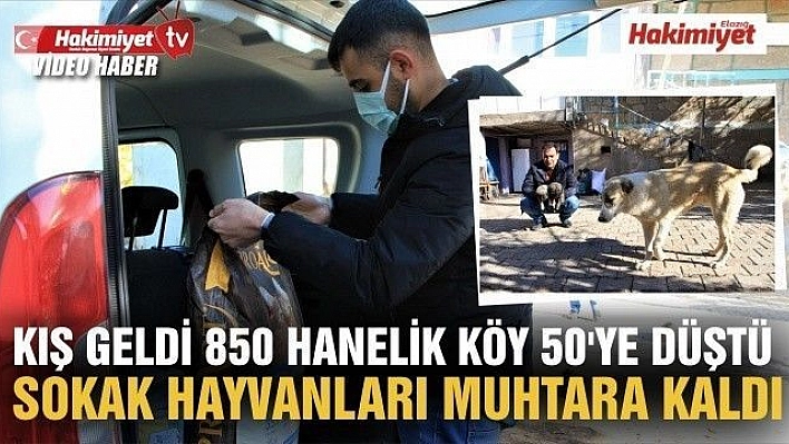 Kış geldi 850 hanelik köy 50'ye düştü, sokak hayvanları muhtara kaldı