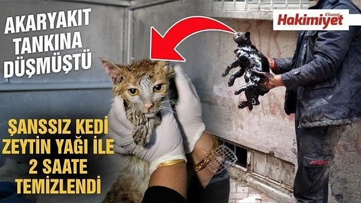 Akaryakıt tankına düşen kedi, zeytinyağı ile 2 saatte temizlendi