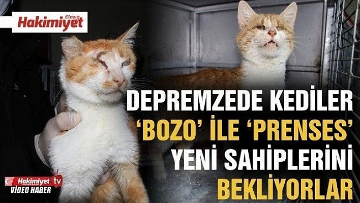 Depremde 2 kedi gözlerini kaybetti, şimdi sıcak yuva bekliyor