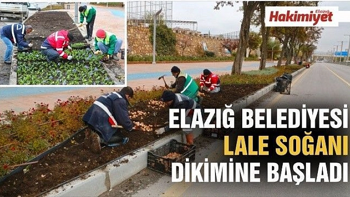 ELAZIĞ BELEDİYESİ, LALE SOĞANI DİKİMİNE BAŞLADI