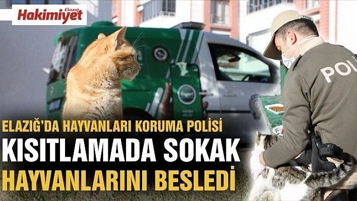 Elazığ'da hayvanları koruma polisi, kısıtlamada sokak hayvanlarını besledi