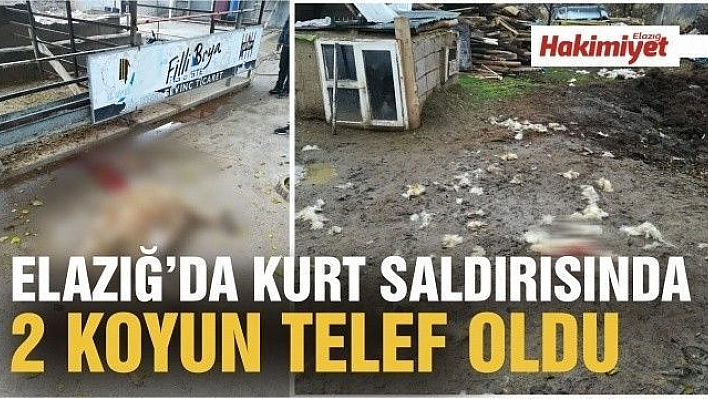 Elazığ'da kurt, 2 koyunu telef etti