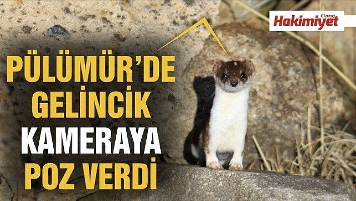 Gelincik, beyaz ve kahverengi görüntüsüyle poz verdi