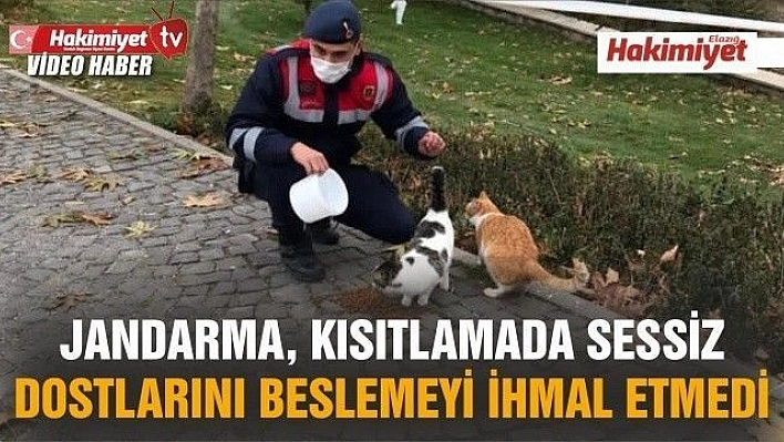 Jandarma, kısıtlamada sessiz dostlarını beslemeyi ihmal etmedi