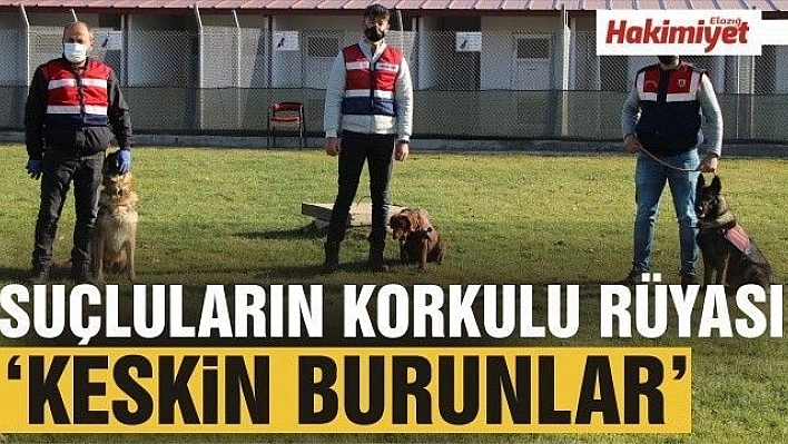 Jandarmanın en büyük yardımcısı 'Keskin burunlar' suç ve suçluya göz açtırmıyor