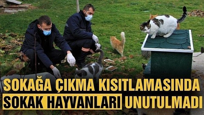 Sokağa çıkma kısıtlamasında sokak hayvanları unutulmadı