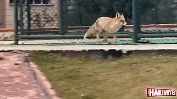 Elazığ'da tilki şehre indi, site bahçesinde gezdi