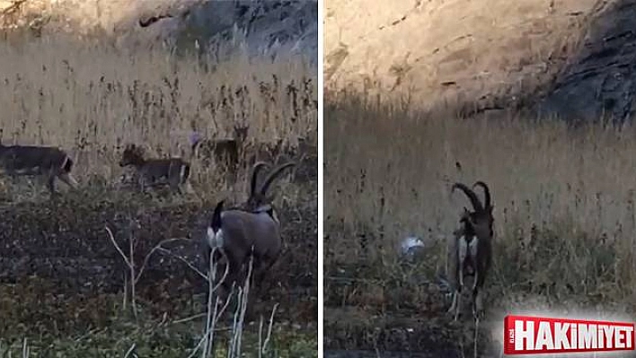 9 MİLYON YILLIK KANYONDA YABAN KEÇİLERİ GÖRÜNTÜLENDİ