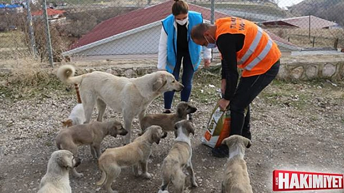 Sokak hayvanları için vefa ekibi görevde