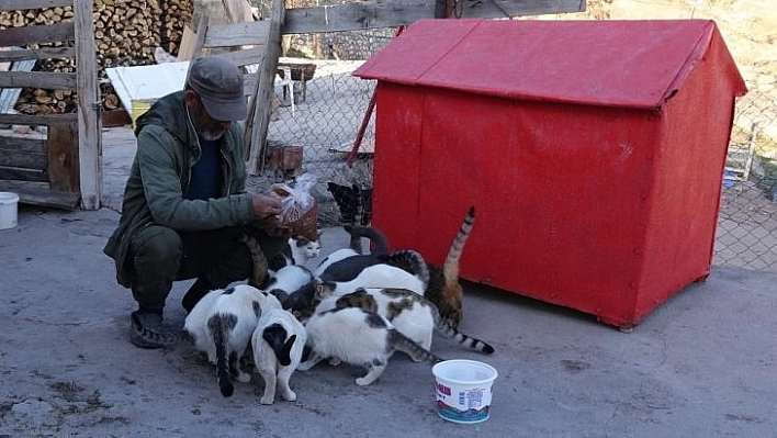 22 yıl önce bir kedi sahiplendi, şimdi 30'dan fazla kedisi oldu