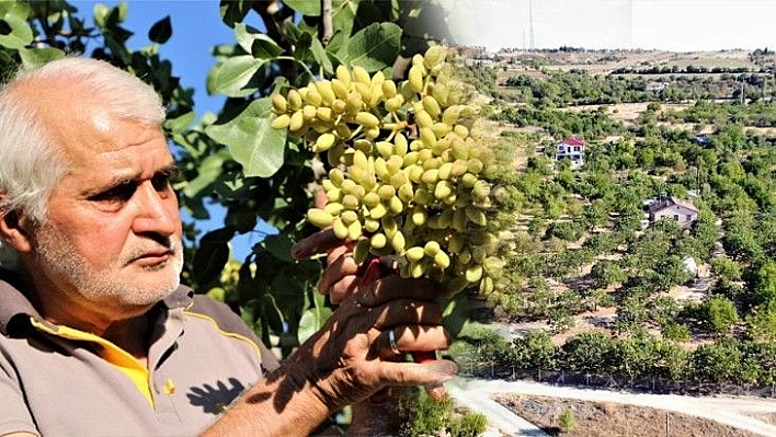 26 yıl önce hobi olarak dikti, yeşil altın gelir kapısı oldu