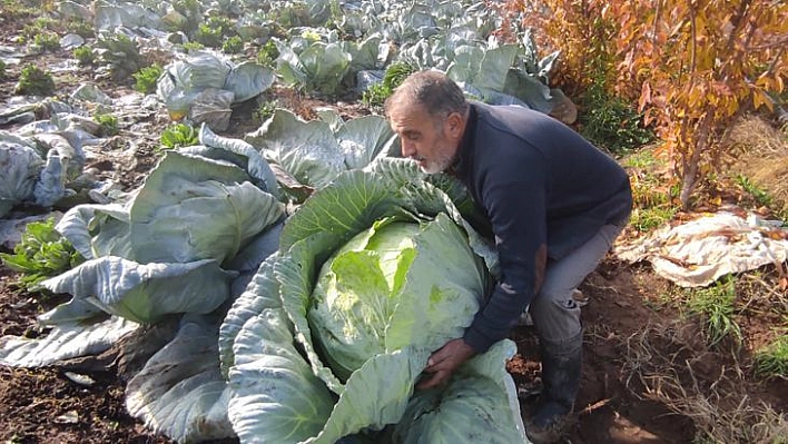 50 Kilogramlık Lahana Üretti Ukrayna Ve Belçika'dan Alıcı Buluyor