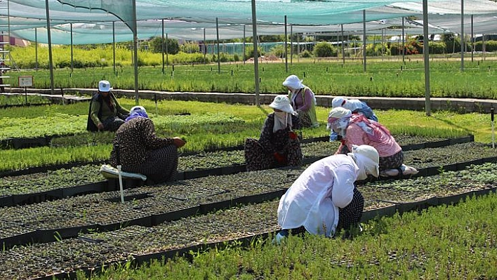 8 İlde 12 Milyon Fidan Toprakla Buluşacak