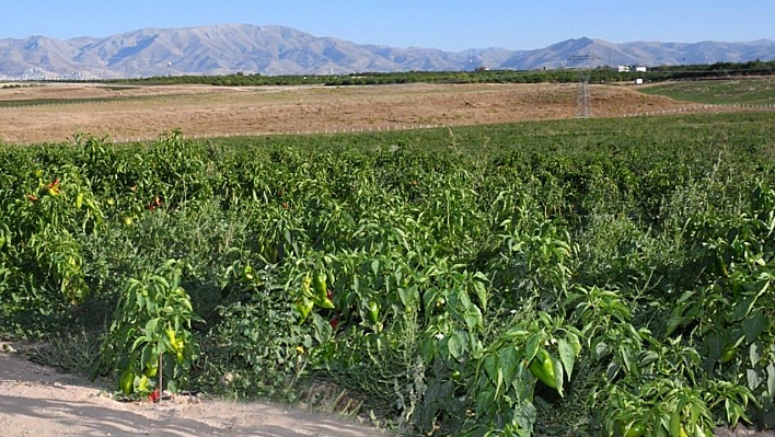 ABD'nin kapya biberi Malatya'dan