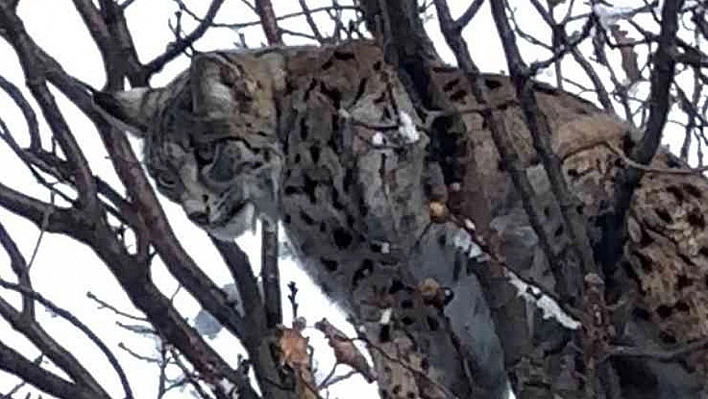 Ağaçta mahsur kalan vaşağı, ekipler kurtardı