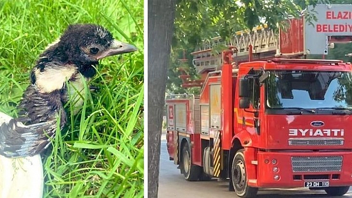 Ağaçtan düşen yavru kargayı yuvasına bıraktılar