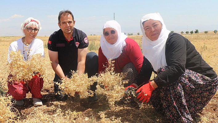 Ağın'da Nohut Hasadı Başladı