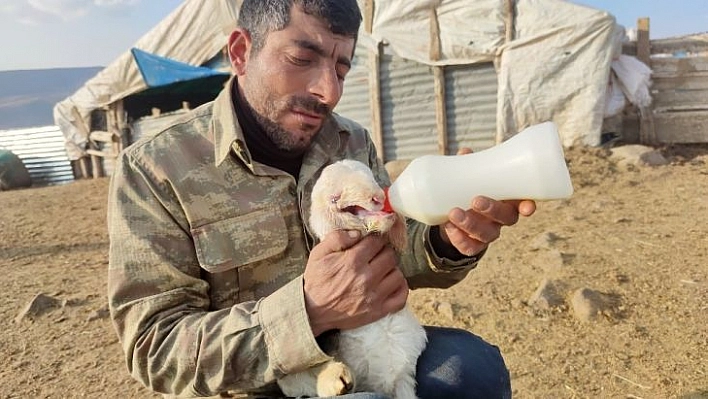 Ağzı kulağına kadar açık kuzu doğdu, biberonla beslenmeye başladı